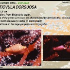 Dentiovula dorsuosa