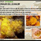 Epitonium billeanum - Wentletrap