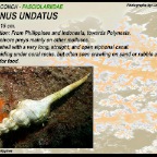 Fusinus undatus