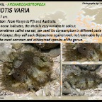 Haliotis varia