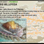 Lambis millepeda
