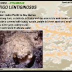 Lentigo lentiginosus