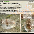 Oliva textilina