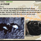 Ovula ovum