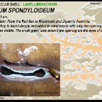 Pedum spondyloideum