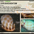 Phalium bandatum