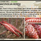 Phenacovolva rosea