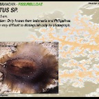 Scutus sp