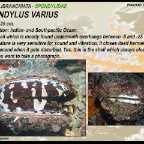 Spondylus varius