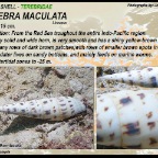 Terebra maculata
