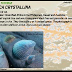 Thyca crystallina