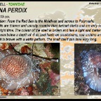 Tonna perdix