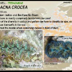 Tridacna crocea
