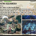 Tridacna squamosa