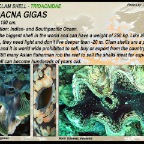 Tridacna gigas