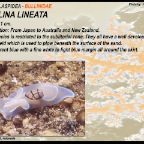 Bullina lineata