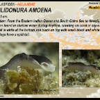 Cheilidonura amoena