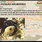 Chelidonura hirundinina