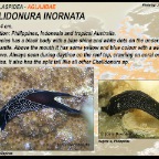 Chelidonura inornata