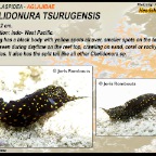 Chelidonura tsurugensis