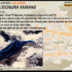Chelidonura varians