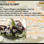 Philinopsis pilsbry