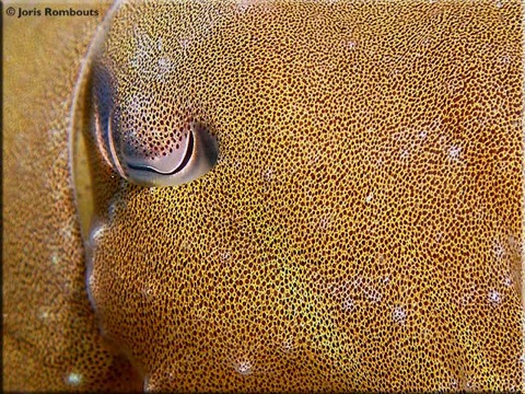 Cephalopods-info.