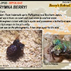 Euprymna berryi