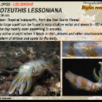 Sepiotheuthis lessoniana