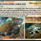 Hapalochlaena lunulata