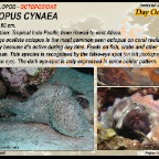 Octopus cyanea