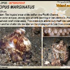 Octopus marginatus