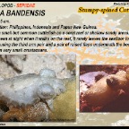 Sepia bandensis