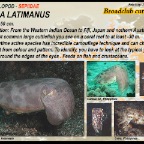 Sepia latimanus