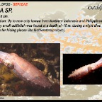 Sepia sp.