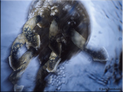 Jellyfish-info.
