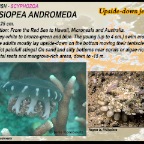 Cassiopea andromeda - Upside-down