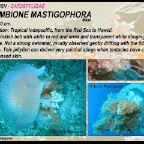 Crambione mastigophora