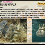 Mastigias papua