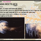 Pelagia noctiluca