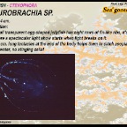 Pleurobrachia sp