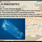 Thalia democratia - salp