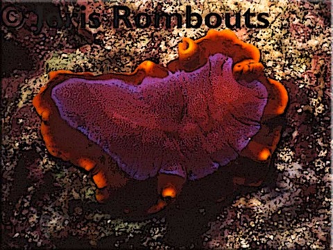 Flatworm-info