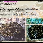 Acanthozoon sp.