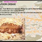 Maiazoon orsaki