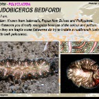 Pseudobiceros bedfordi