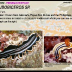 Pseudobiceros sp.