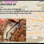 Pseudoceros sp.
