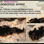 Pseudobiceros affinis