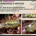 Pseudobiceros cf. kryptos
